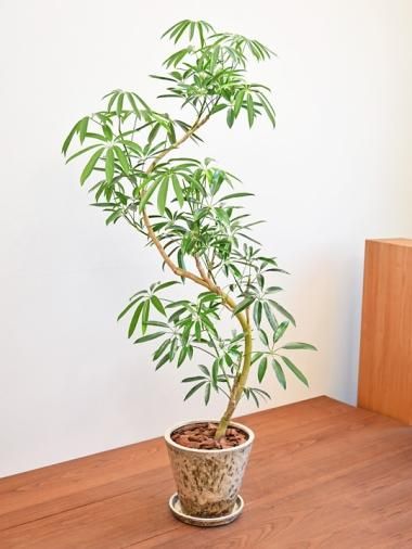 寒さに強い - tree tree ～おしゃれな観葉植物 通販/interior plants