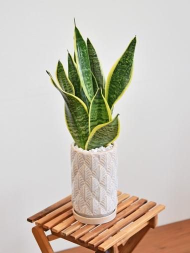 モチーフホワイト - tree tree ~おしゃれな観葉植物 通販 モチーフホワイト - tree tree ~おしゃれな観葉植物 通販