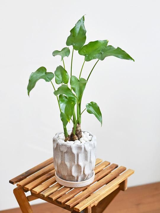 アロカシア・ククラータ 032301 販売・通販 ［詳細ページ］ *tree tree*