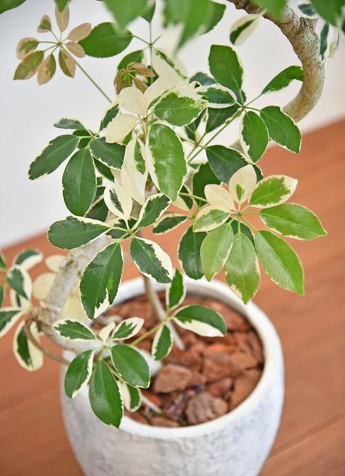 シェフレラ・ミルキー 032301 販売・通販 ［詳細ページ］ *tree tree*