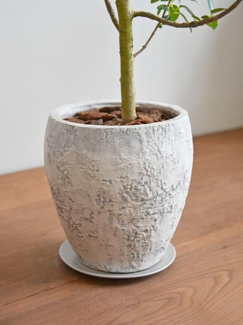 フランスゴムの木 032302 販売・通販 ［詳細ページ］ *tree tree*