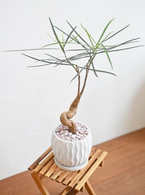 ボトルツリー　ブラキキトン３株セット❗️ ボトルツリー｜ブラキキトン】天然石鉢・観葉植物｜GORI STORE