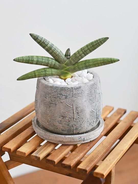 サンスベリア ボンセレンシス 斑入り サンセベリア sansevieria