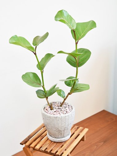 5,000～10,000円 - tree tree ～おしゃれな観葉植物 通販