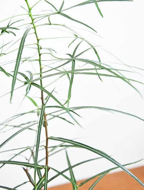 ブラキキトン・ボトルツリー 042301 販売・通販 ［詳細ページ