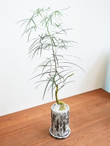 お引き取り限定☆ブラキキトン3鉢☆ ブラキキトン - tree tree ～おしゃれな観葉植物 通販/interior plants