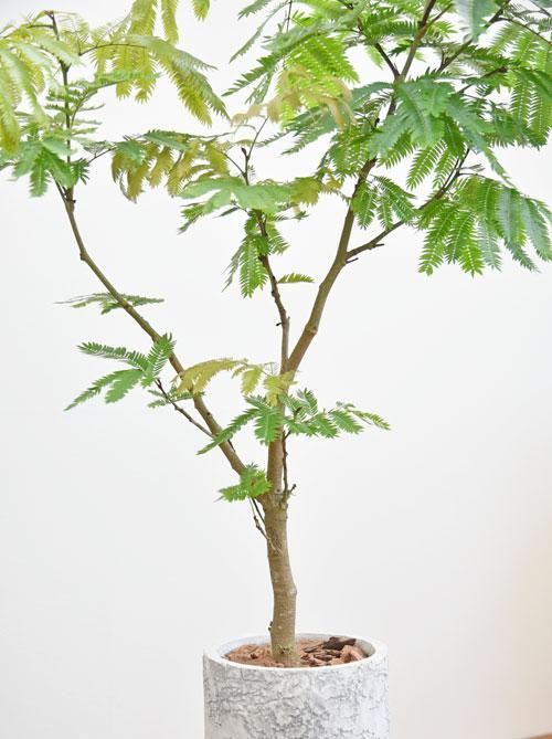 エバーフレッシュ 042303 販売・通販 ［詳細ページ］ *tree tree*