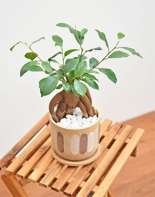 ガジュマルさま専用ページ 観葉植物 ガジュマル S 5号鉢 植物 5号 インテリア 室内