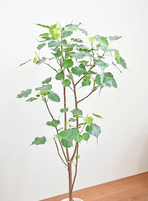 インドボダイジュ 052301 販売・通販 ［詳細ページ］ *tree tree*