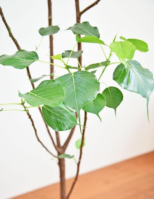 インドボダイジュ 052301 販売・通販 ［詳細ページ］ *tree tree*