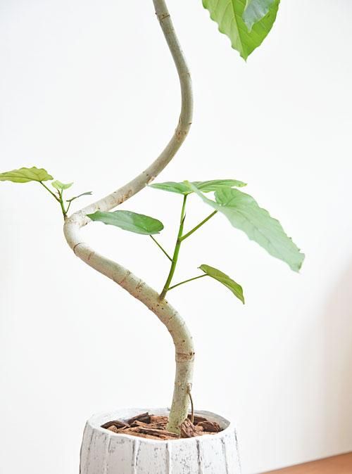 観葉植物　ウンベラータ ウンベラータ 052303 販売・通販 ［詳細ページ］ *tree tree*