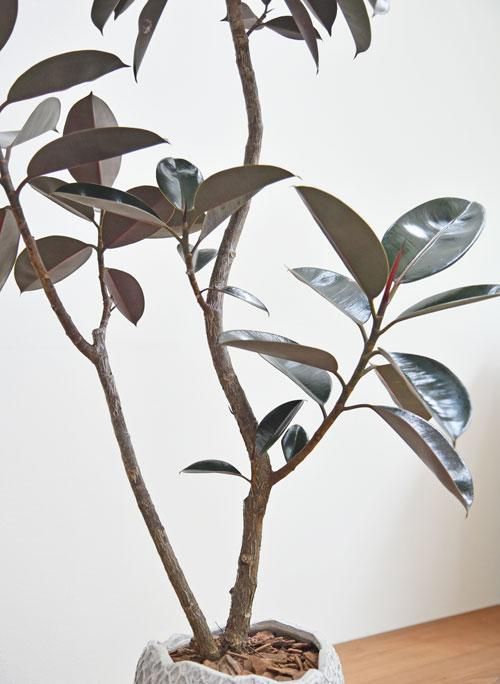 フィカス　バーガンディ　グラファイトストーム陶器鉢　植え込み発送 観葉植物 フィカス バーガンディ 8号 ノーマル アートストーン