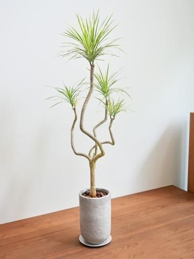 ★専用★　ドラセナ　オンベット Yahoo!オークション - 【激レア】Dracaena Ombet/ドラセナ