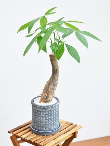 5,000～10,000円 - tree tree ～おしゃれな観葉植物 通販