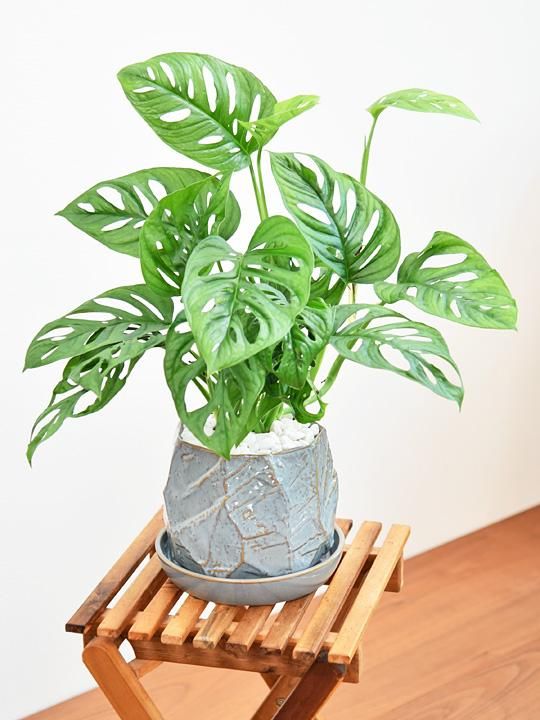 マドカズラ 抜き苗 大きい葉17cm観葉植物｜Yahoo!フリマ（旧