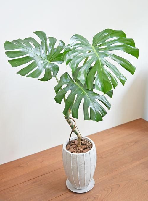 モンステラ 062301 販売・通販［詳細ページ］ *tree tree*