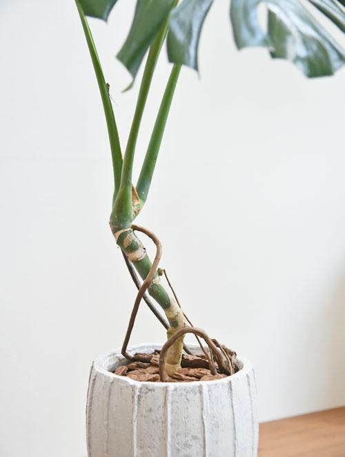 モンステラ 062301 販売・通販［詳細ページ］ *tree tree*