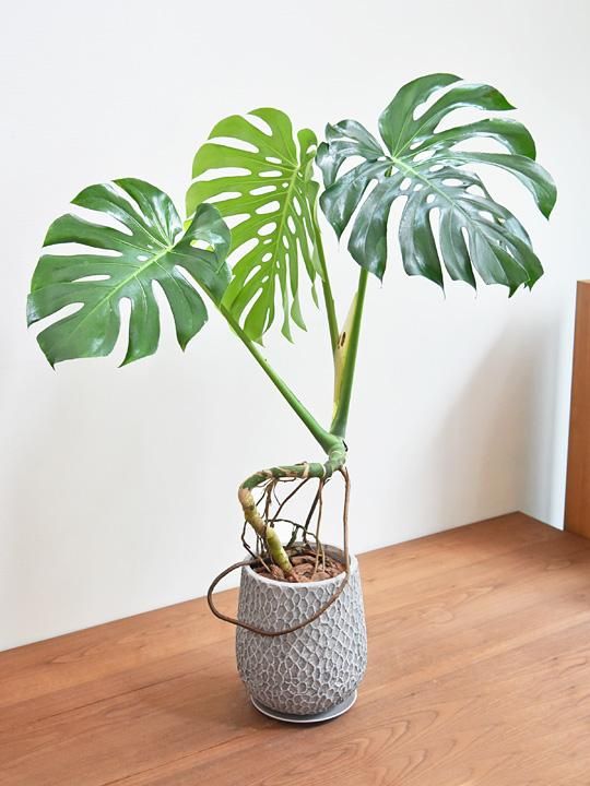 モンステラ　T　発根良好苗 特別なコレクション – JolieNursery