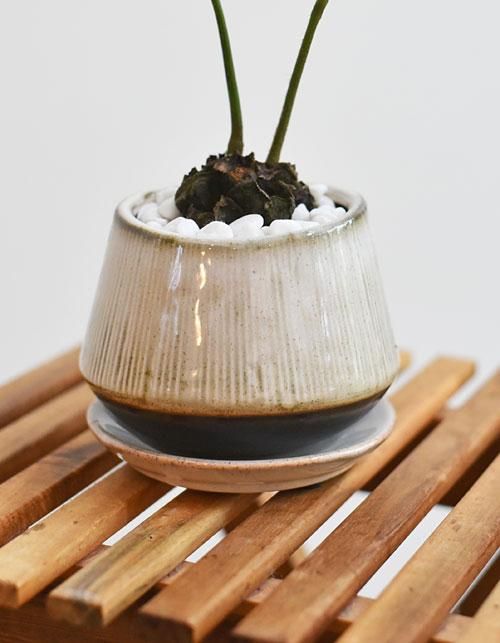 リュウビンタイ コンクリート鉢 受皿付 | PLANTS SHOP OLIVE