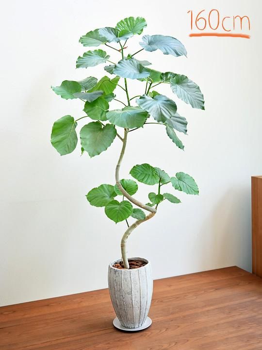 観葉植物 フィカス ウンベラータ 8号 ノーマル ラッシュバスケット Natural 付き | 観葉植物ならHitoHana(ひとはな)