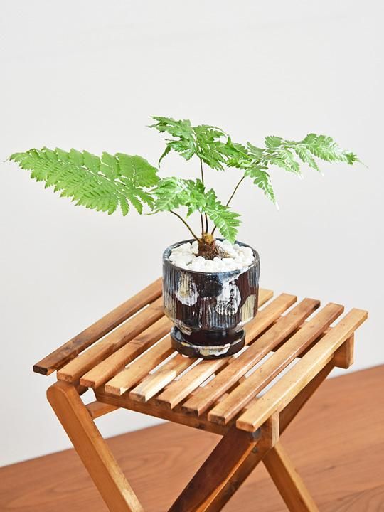 ヒツジシダ 082301 販売・通販 *tree tree*