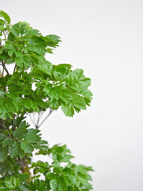 ポリシャスバタフライ ♻️リユース観葉植物 - 家具
