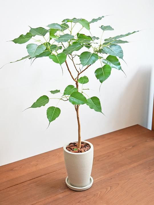 インドボダイジュ 082301 販売・通販 ［詳細ページ］ *tree tree*