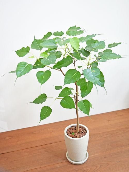 ☆ インドボダイジュ♪ 太幹曲がり 110cm♪ ☆ インドボダイジュ♪ 太幹曲がり 110cm♪