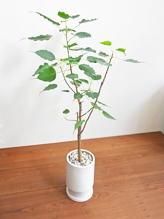 インド菩提樹（インドボダイジュ） ６年目鉢植え（約1８0㎝） - 観葉植物