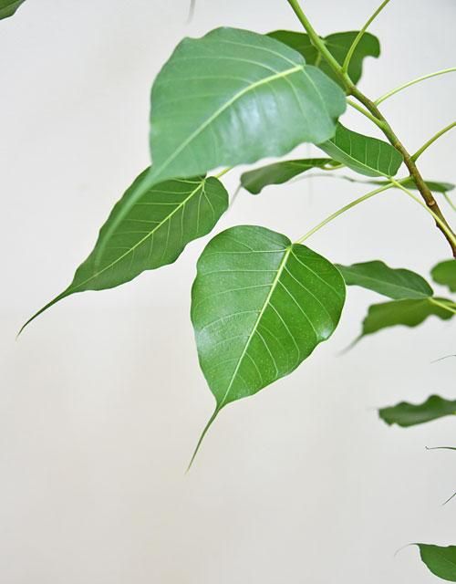 インドボダイジュ インドボダイジュ（印度菩提樹）8寸鉢植え ＊同梱不可！ : 日本花卉