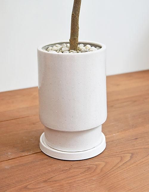 ☆ インドボダイジュ♪ 太幹曲がり 110cm♪ インドボダイジュ 112301 販売・通販 ［詳細ページ］ *tree tree*