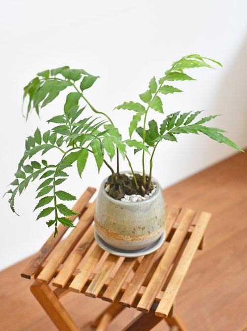 現品【沖縄産】リュウビンタイ8号 株元20センチ超え - メルカリ