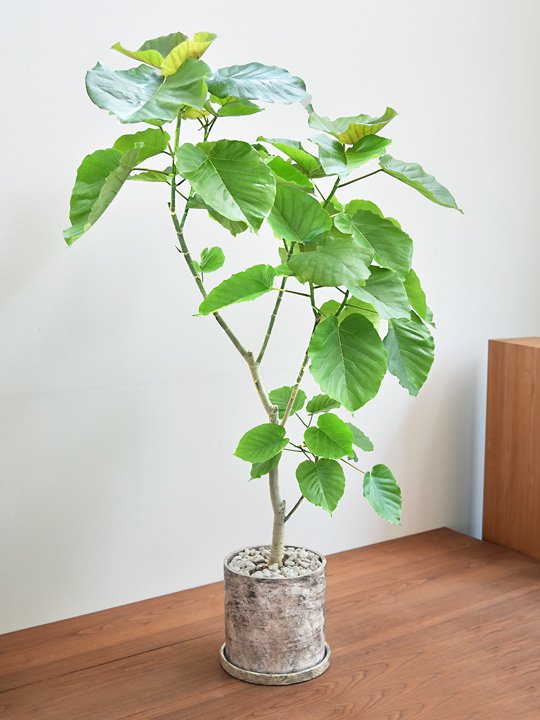 激安商品 フィカス ウンベラータ 8号 148cm - S-shaped tree form 観葉植物