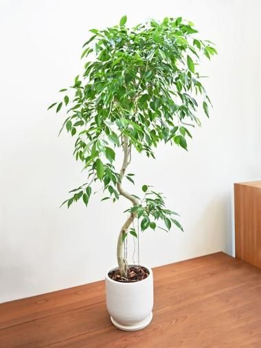 桜レイ様　アサヒゴム　フィカス　エラスティカ 観葉植物】インドの巨木！？フィカス・エラスティカ(インドゴム