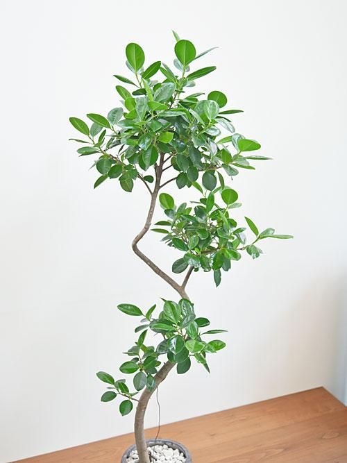 あ*な様 月末迄　フィカス　ジャンボリーフ　大株　朴仕立て　ゴムの木観葉植物　茎 あ*な様 月末迄 フィカス ジャンボリーフ 大株 朴仕立て ゴムの