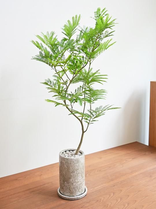 エバーフレッシュ 092302 販売・通販 ［詳細ページ］ *tree tree*