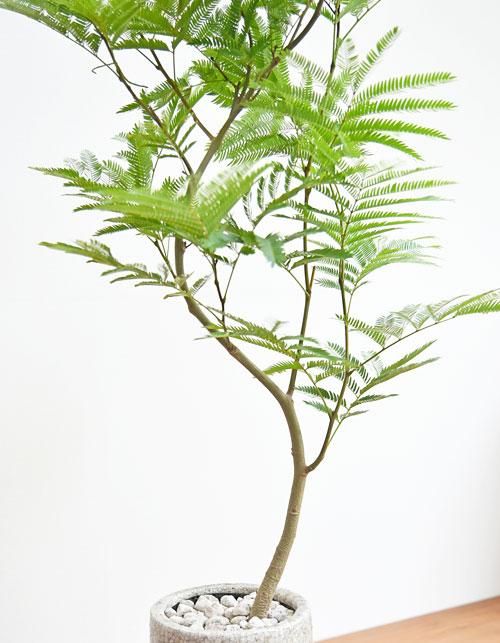エバーフレッシュ 092302 販売・通販 ［詳細ページ］ *tree tree*
