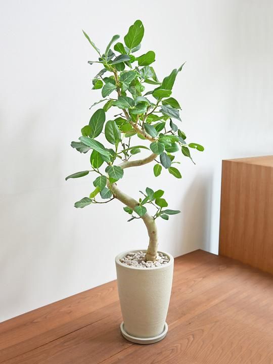 フィカス　ベンガレンシス2 フィカス・ベンガレンシス 072402 通販 ［詳細ページ］ *tree tree*