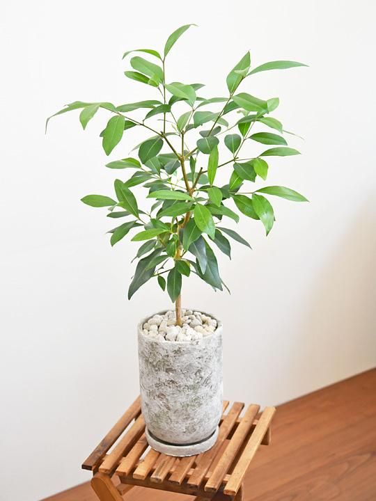 アマゾンオリーブ 102301 販売・通販 *tree tree*