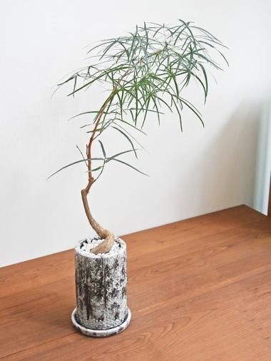 ブラキキトン - tree tree ～おしゃれな観葉植物 通販/interior