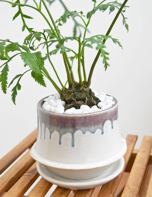 リュウビンタイ インテリアポット入り INORGANIC リュウビンタイ