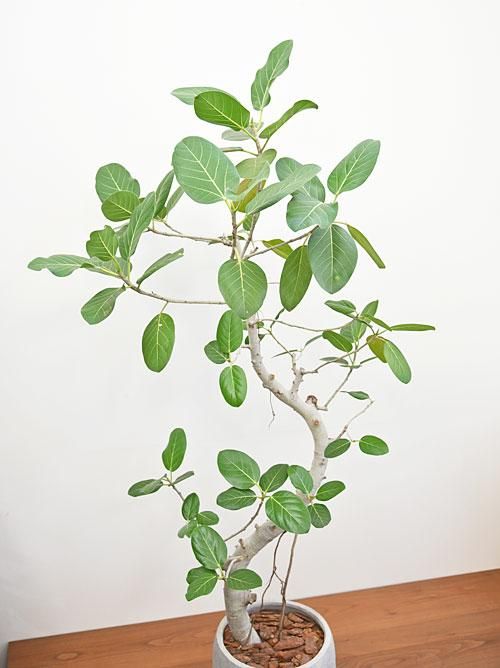フィカス・ベンガレンシス 092301 通販 ［詳細ページ］ *tree tree*