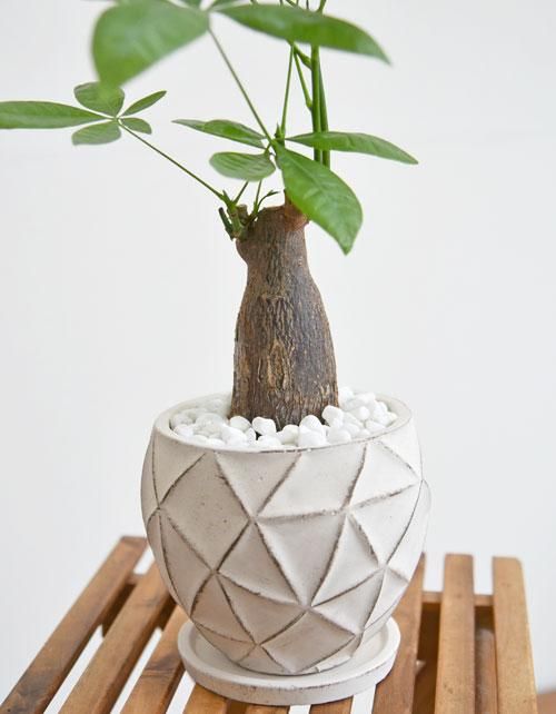 パキラ♪ パキラ 012401 販売・通販 ［詳細ページ］ *tree tree*