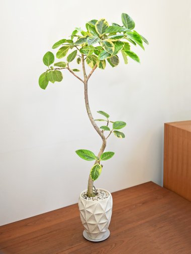 大きいサイズ - tree tree ～おしゃれな観葉植物 通販/interior plants 