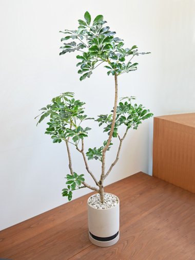 140～200cm - tree tree ～おしゃれな観葉植物 通販/interior plants 