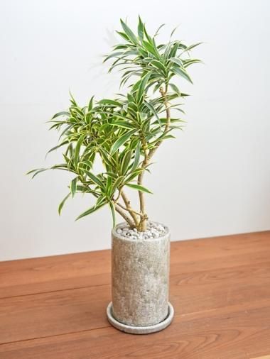 ドラセナ [一覧ページ] tree tree ～鉢植え観葉植物 通販/interior
