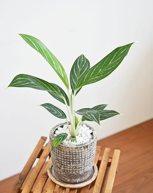 アグラオネマ ご注文分 アグラオネマ・ホワイトステム 092501 販売・通販 *tree tree*