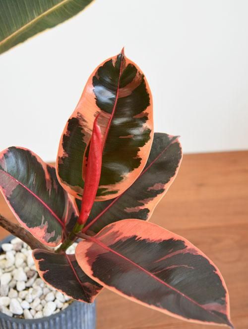 フィカス・ルビー 022401 販売・通販 ［詳細ページ］ *tree tree*