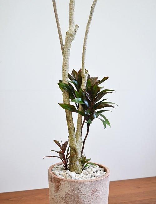 観葉植物 コルジリネ・ターミナリスパープルコンパクタ 8号鉢 120センチ 現物 観葉植物 コルジリネ・ターミナリスパープルコンパクタ 8号鉢 120