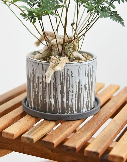 トキワシノブ 022401 販売・通販 *tree tree*